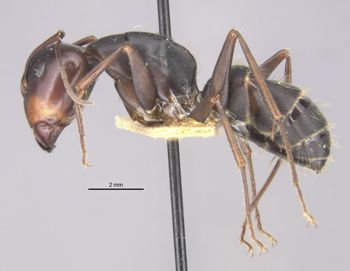 Media type: image;   Entomology 21447 Aspect: habitus lateral view